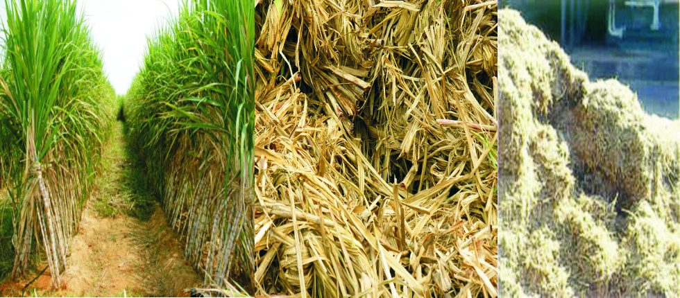 Bagasse Pol Reducers