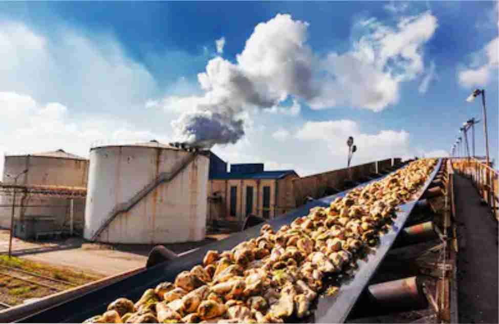 Beet Sugar